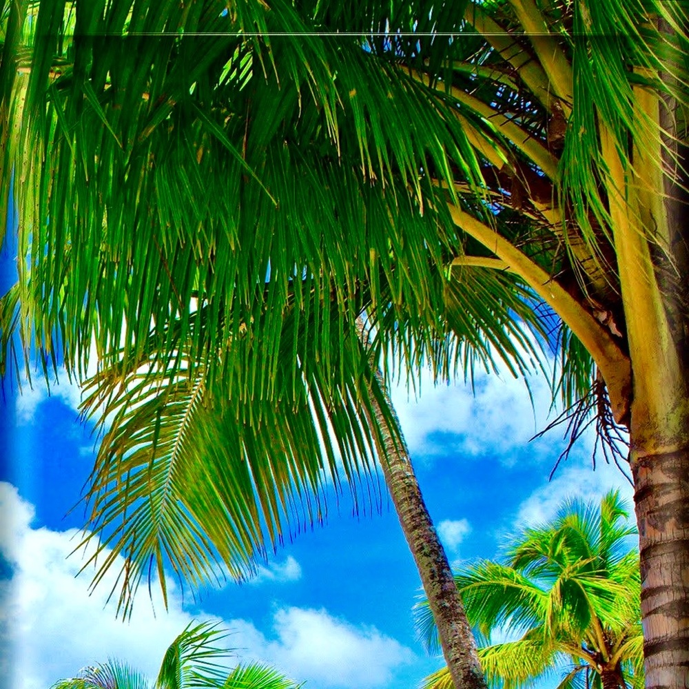🌴🌞PoshAmbassador!🌞🌴 - Picture 7 of 7